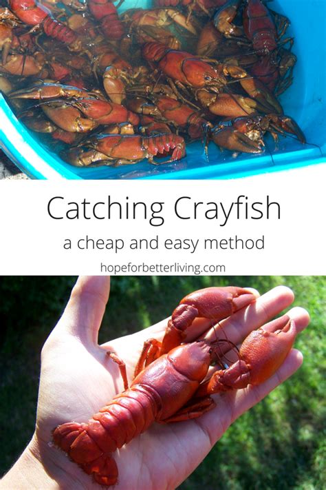 when are crawfish the cheapest